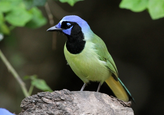 US Fish and Wildlife Service, Laguna Atascosa National Wildlife Refuge ...