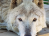 Full Moon Farm Wolfdog Sanctuary